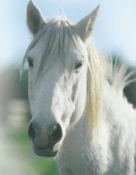 chevaux-camarguais.jpg