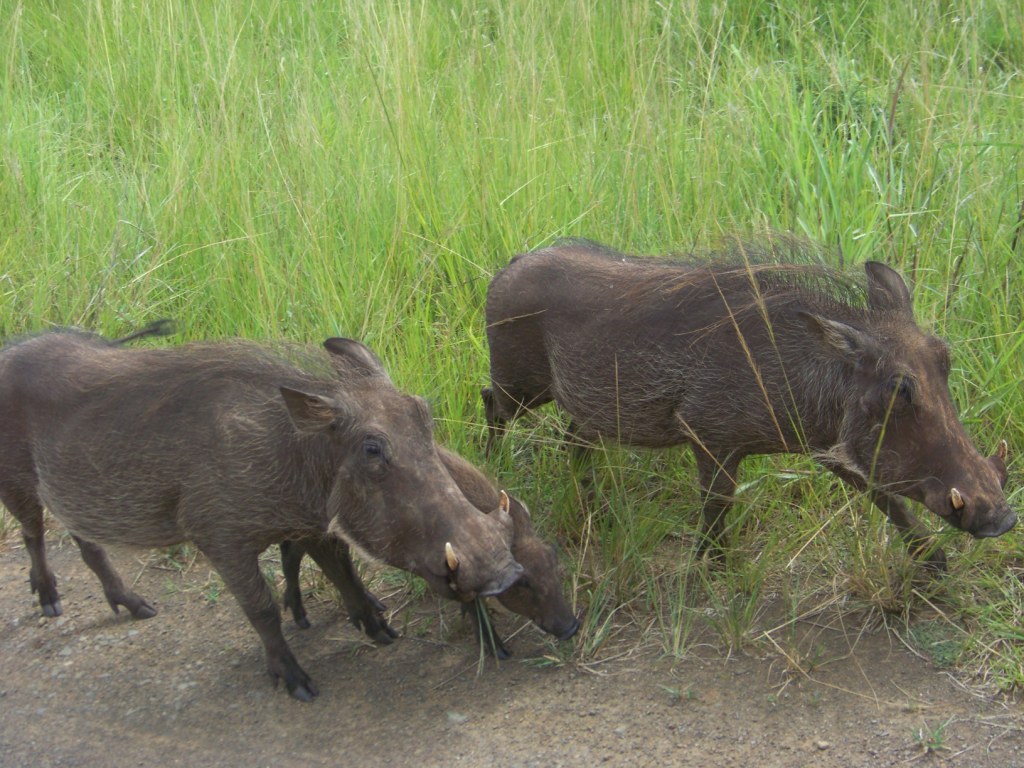 Facocheres chez kruger