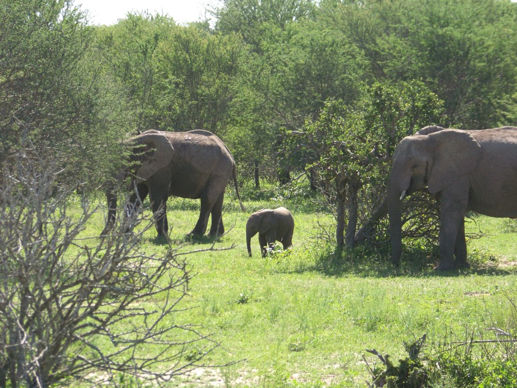 Famille elephant chez kruger