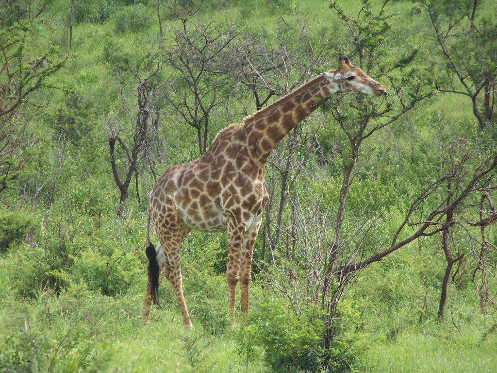 Girages chez kruger