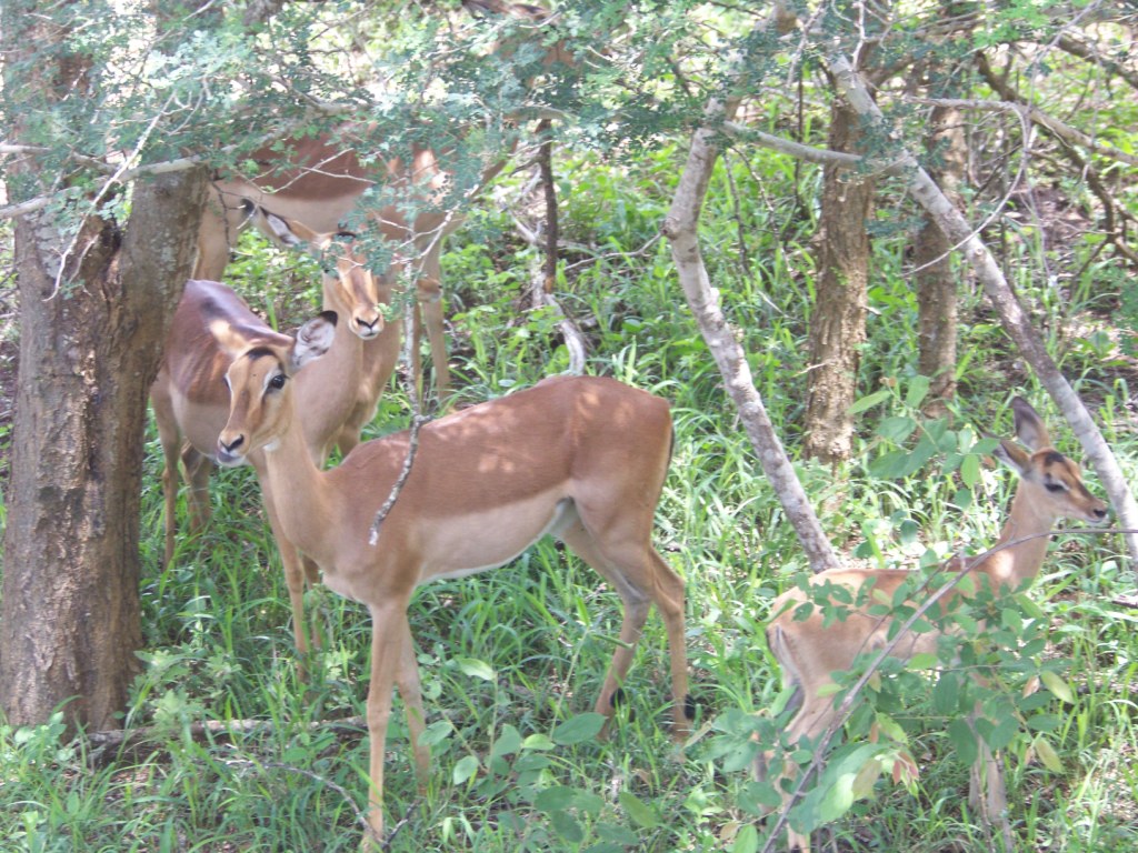 Impalas