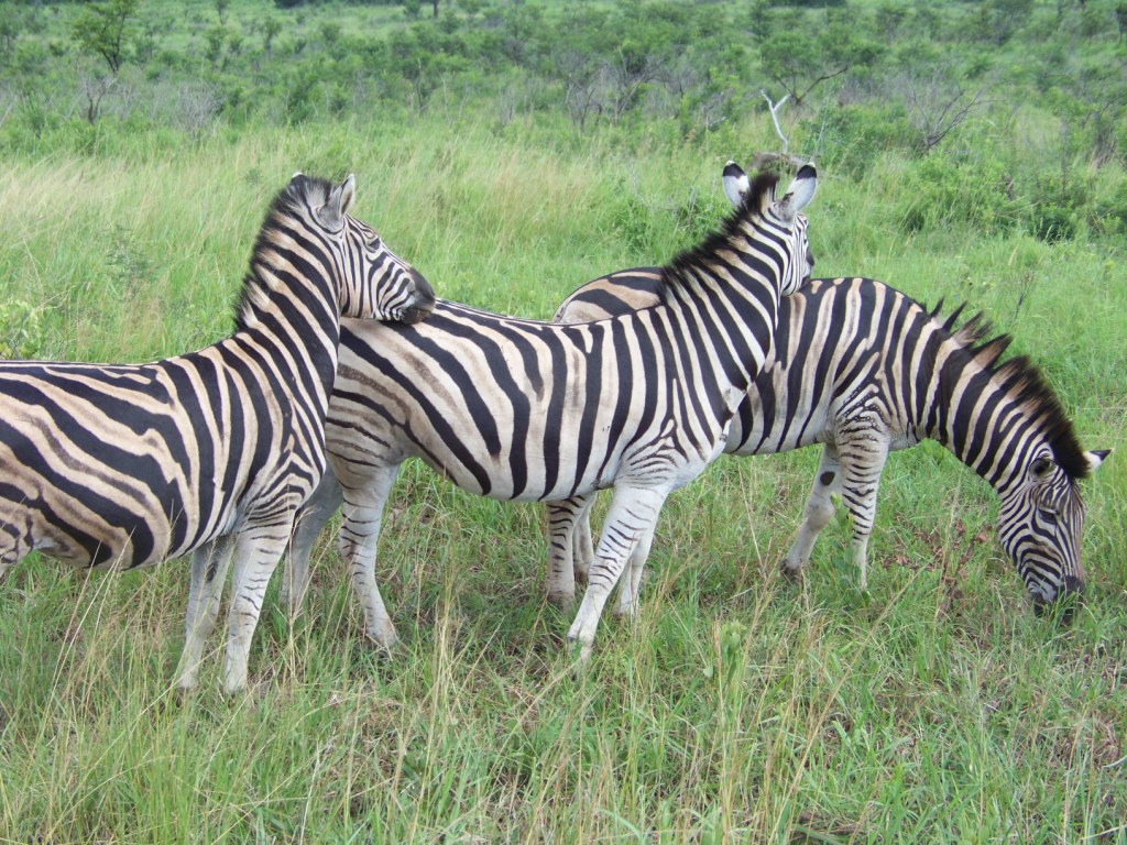 Kruger zebres