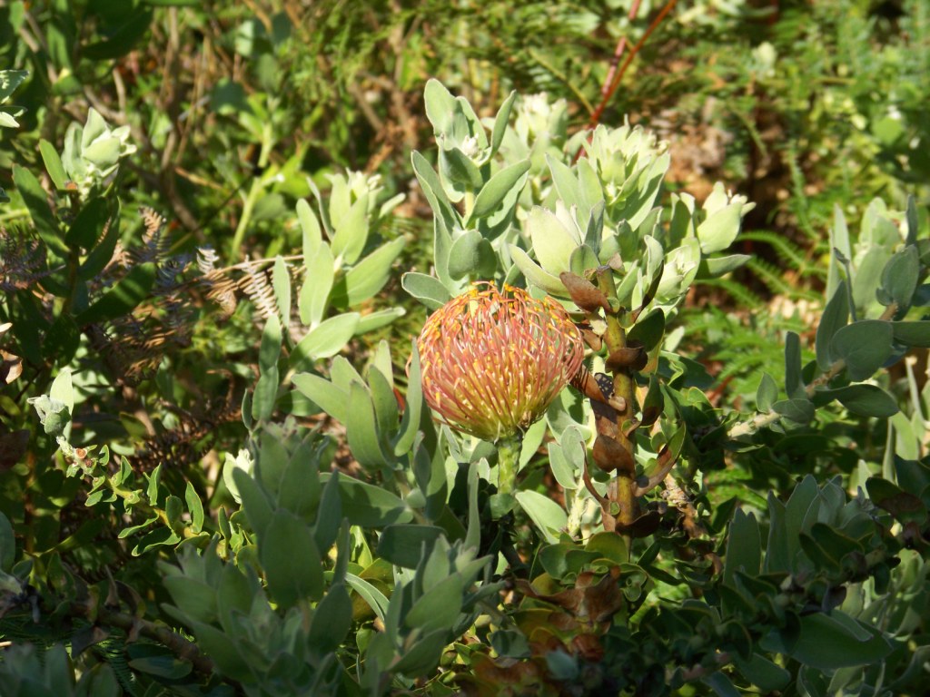 La protea