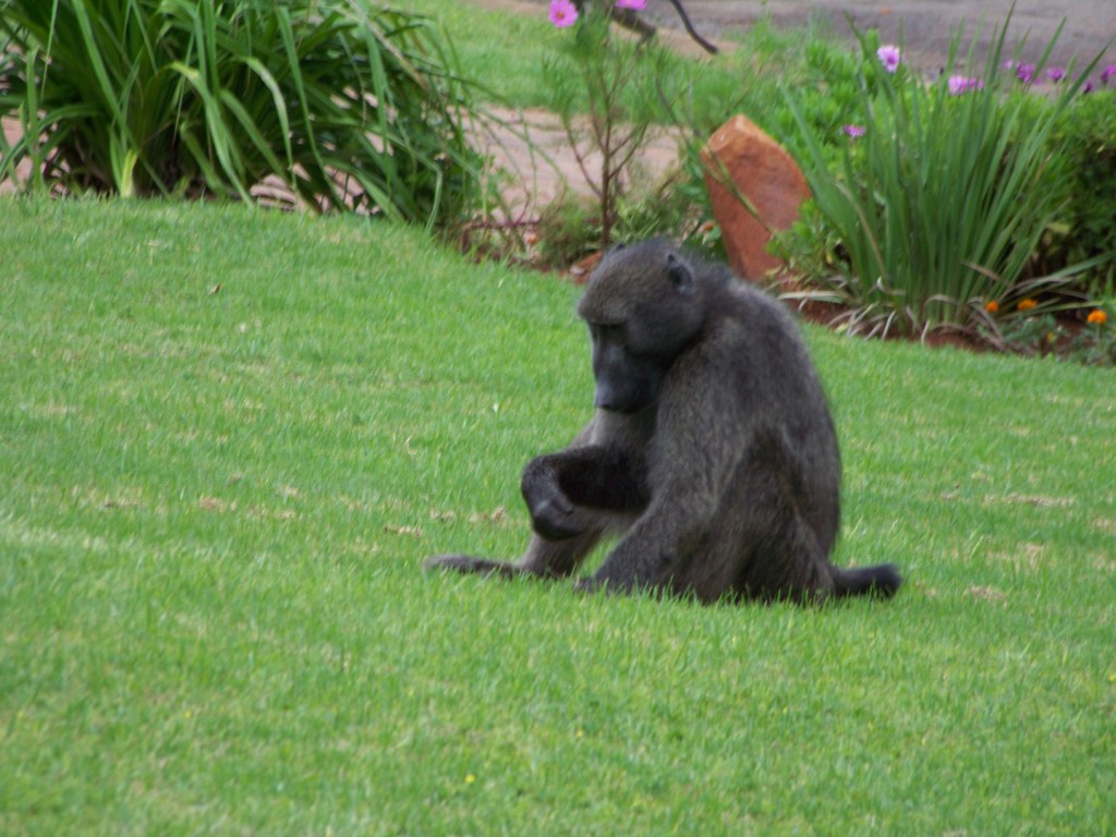 Afrique du Sud