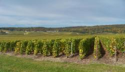 les-bas-de-dizy-hautvillers-1.jpg