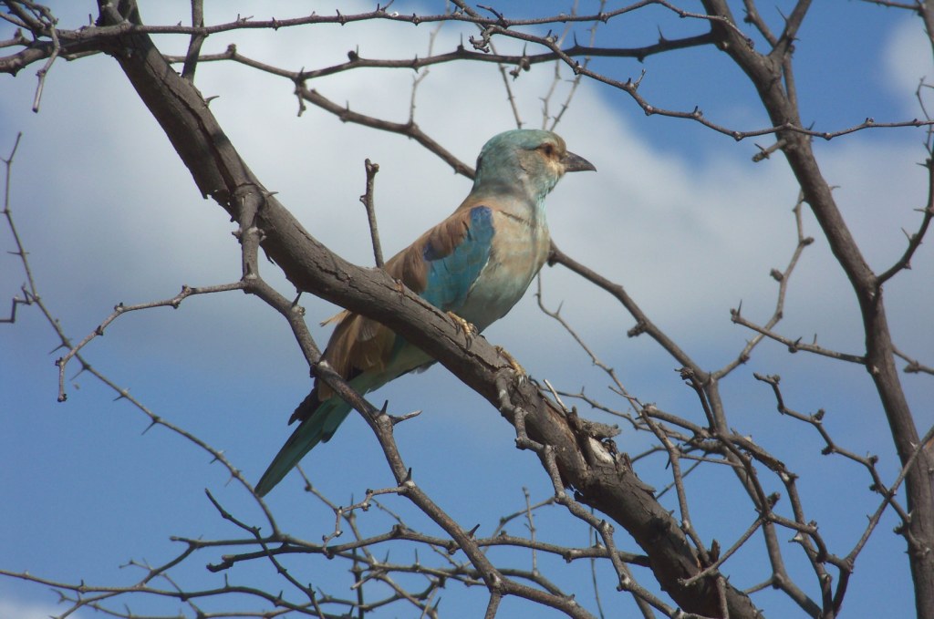 Oiseau bleu