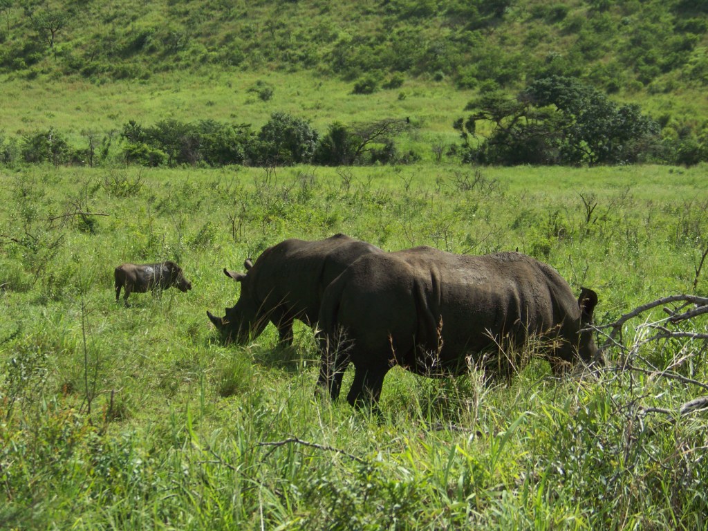 Rhino dans kruger