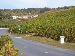 vignoble-autreau-1.jpg