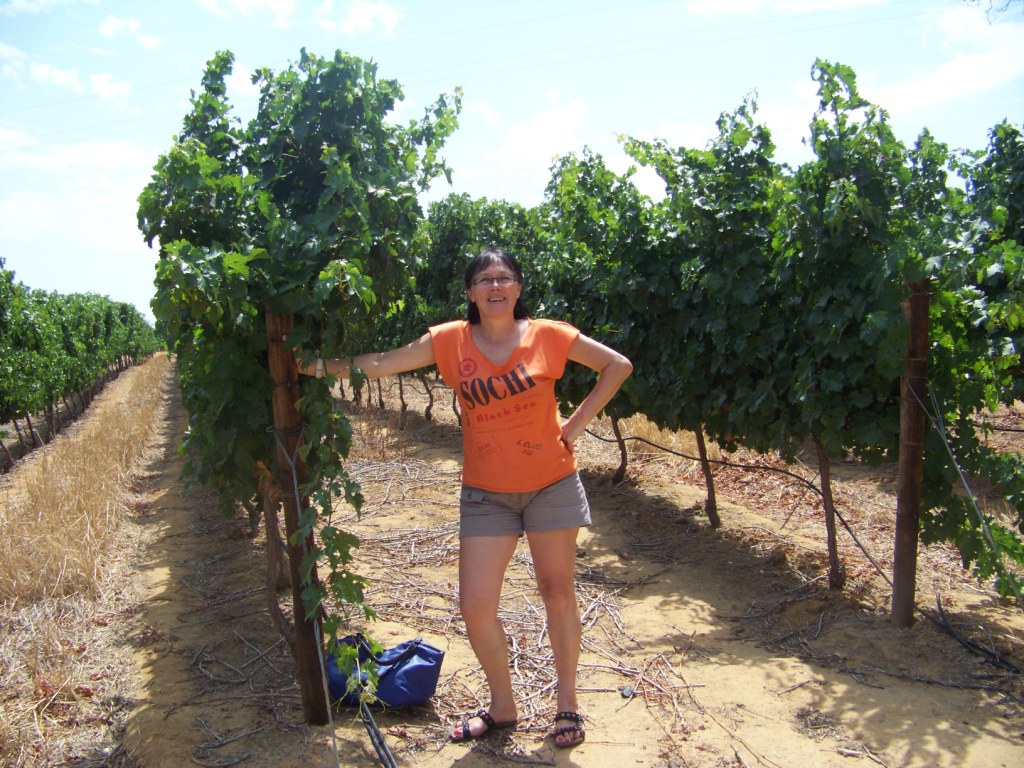 Vignoble du cap janv 2011